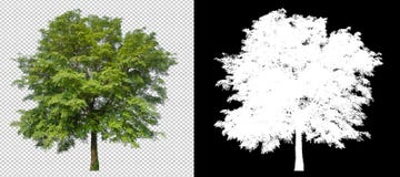 Tree on transparent background picture with clipping path
