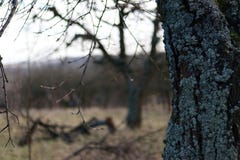 Tree trunk covered with bark in garden on a blurred background. Tree trunk covered with bark on a blurry, natural background Nature detail with a fall landscape Stock Photo Tree trunk covered with bark in garden on a blurred background. Tree trunk covered with bark on a blurry, natural background Nature detail with a fall landscape Stock Photo