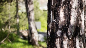 Tree trunk with crust detail. Blurred forest, nature background. Copyspace, close up view. Royalty Free Stock Image Tree trunk with crust detail. Blurred forest, nature background. Copyspace, close up view. Royalty Free Stock Image