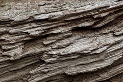 Tree trunk pattern background stock photo Tree trunk pattern background stock photo