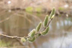 Tree willow in spring forest blooms above river water stock images Tree willow in spring forest blooms above river water stock images