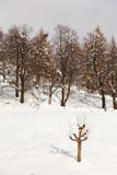 Tree Winter Snow Stock Photography