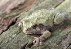 Treefrog grigio orientale, Hyla versicolor fotografie stock Treefrog grigio orientale, Hyla versicolor fotografie stock