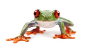 Treefrog Red-eyed, callidryas de Agalychnis foto de archivo Treefrog Red-eyed, callidryas de Agalychnis foto de archivo