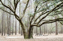 Free Trees Royalty Free Stock Image - 137436