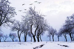 Trees Royalty Free Stock Photography Trees Royalty Free Stock Photography