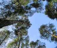 Trees against blue sky stock photography Trees against blue sky stock photography