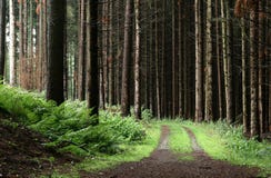 Trees And Forest Royalty Free Stock Photo