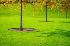 Trees And Grass Royalty Free Stock Image