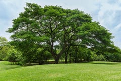 Trees And Green Lawn In The Garden Stock Photo