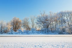 Trees Covered By Hoarfrost Royalty Free Stock Image