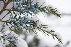Trees Covered With Snow Stock Photos