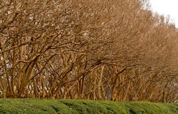 Trees in Early Spring with morning clouds stock photography Trees in Early Spring with morning clouds stock photography