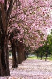 trees för blomningCherryträdgård fotografering för bildbyråer trees för blomningCherryträdgård fotografering för bildbyråer