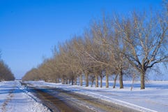 Trees In Perspective Along A Road Royalty Free Stock Images