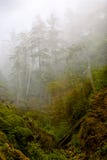 Trees in the Mist