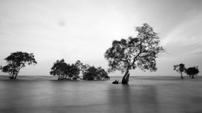 Trees and ocean in long exposure shot