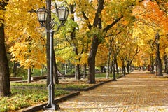 Trees in the park in autumn. Autumn urban landscape. royalty free stock photography Trees in the park in autumn. Autumn urban landscape. royalty free stock photography