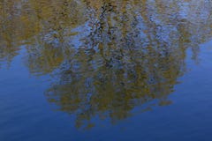 Trees reflected in the water stock image Trees reflected in the water stock image