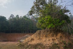 Trees on small hill with small cliff and forest in background stock image Trees on small hill with small cliff and forest in background stock image