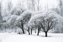 Trees in the snow in the park. Winter landscape, royalty free stock photography Trees in the snow in the park. Winter landscape, royalty free stock photography