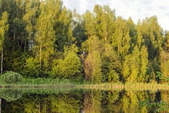 Coastal trees are flooded with sunset sun royalty free stock photo Coastal trees are flooded with sunset sun royalty free stock photo