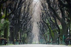 Trees Tunnel Royalty Free Stock Photo Trees Tunnel Royalty Free Stock Photo