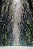 Trees Tunnel