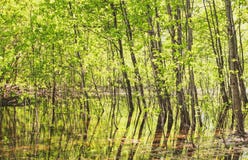 Trees in the water in the forest royalty free stock image Trees in the water in the forest royalty free stock image