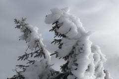 Facing the winter conditions royalty free stock photography Facing the winter conditions royalty free stock photography