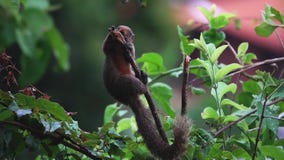 Treeshrew común o glis meridional del tupaia del treeshrew que come bayas en rama de árbol almacen de video Treeshrew común o glis meridional del tupaia del treeshrew que come bayas en rama de árbol almacen de video