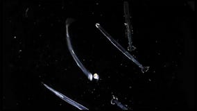 Treibende Tiere werden Zooplankton genannt, dem in alll Größen, von den kleinen Algen und die Bakterien, andere Embryos und Jugen stockbilder Treibende Tiere werden Zooplankton genannt, dem in alll Größen, von den kleinen Algen und die Bakterien, andere Embryos und Jugen stockbilder