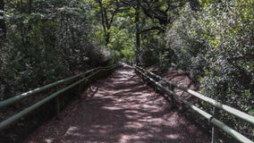 Trekking след в национальном парке розовые Vicente Perez, Puerto Varas, Чили стоковое фото Trekking след в национальном парке розовые Vicente Perez, Puerto Varas, Чили стоковое фото