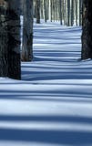 Trembles et neige Photographie stock Trembles et neige Photographie stock