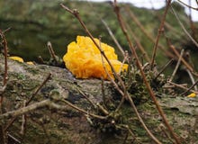 Tremella Mesenterica fotografia stock Tremella Mesenterica fotografia stock