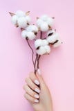 Beautiful manicure with cotton flowers on the pink background. stock photos Beautiful manicure with cotton flowers on the pink background. stock photos