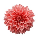 Trendy pink-orange or coral colored Dahlia flower the tuberous garden plant isolated on white background with clipping path