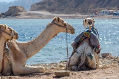 Tres camellos en la costa del mar en el agujero azul Sinaí del sur de Egipto Dahab fotografía de archivo Tres camellos en la costa del mar en el agujero azul Sinaí del sur de Egipto Dahab fotografía de archivo