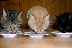 Tres gatos Tres gatos