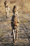 Tres guepardos jovenes que dan un paseo en Namibia fotografía de archivo Tres guepardos jovenes que dan un paseo en Namibia fotografía de archivo