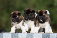 Tres perritos adorables de Akita del americano fotografía de archivo Tres perritos adorables de Akita del americano fotografía de archivo