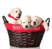 Tres perritos de la Navidad imagen de archivo Tres perritos de la Navidad imagen de archivo