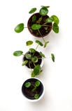 Tres plantas de dinero chinas en potes fotografía de archivo Tres plantas de dinero chinas en potes fotografía de archivo