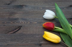 Tres tulipanes multicolores contra un contexto de tableros oscuros imagen de archivo Tres tulipanes multicolores contra un contexto de tableros oscuros imagen de archivo