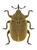Triangularis de Linyphia d'araignée photo stock Triangularis de Linyphia d'araignée photo stock