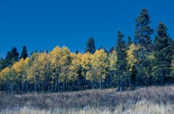 Tribune van Aspen Trees met Evergreens royalty-vrije stock fotografie Tribune van Aspen Trees met Evergreens royalty-vrije stock fotografie