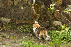 A tricolor cat flexes muscles and sharpens its claws in a garden. royalty free stock image A tricolor cat flexes muscles and sharpens its claws in a garden. royalty free stock image