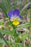 Tricolor Closeup av den violetta blomman arkivfoton Tricolor Closeup av den violetta blomman arkivfoton