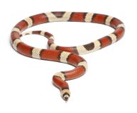 Tricolor vanishing Honduran milk snake Royalty Free Stock Photo Tricolor vanishing Honduran milk snake Royalty Free Stock Photo