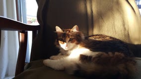 Tricolor кот отдыхая на софе с деревянными оружиями, под тенями и взглядами солнца после полудня на наблюдателе стоковое изображение Tricolor кот отдыхая на софе с деревянными оружиями, под тенями и взглядами солнца после полудня на наблюдателе стоковое изображение